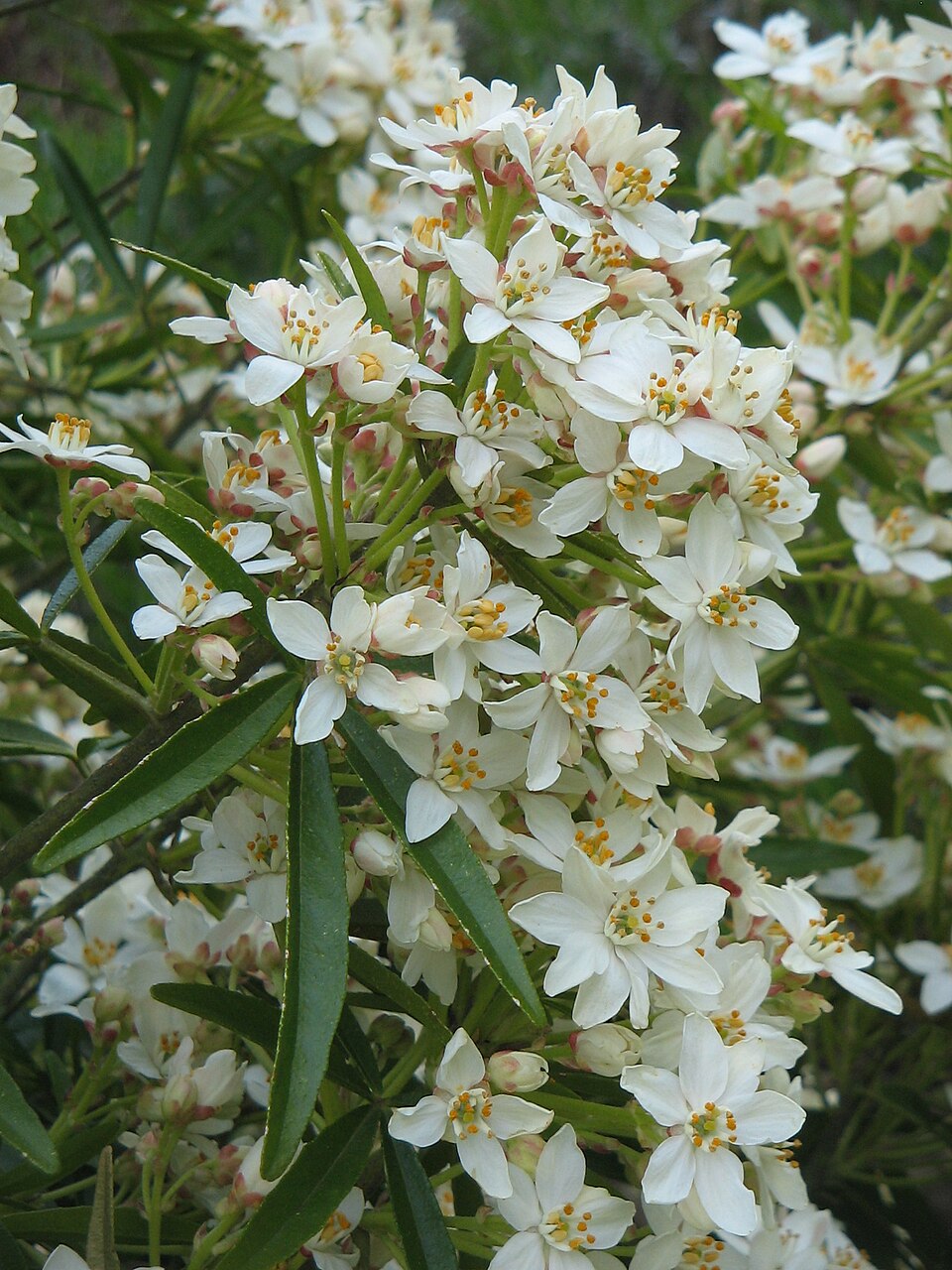 Choisya 'Aztec Pearl' (Mexican Orange Blossom) (alternate view 4)