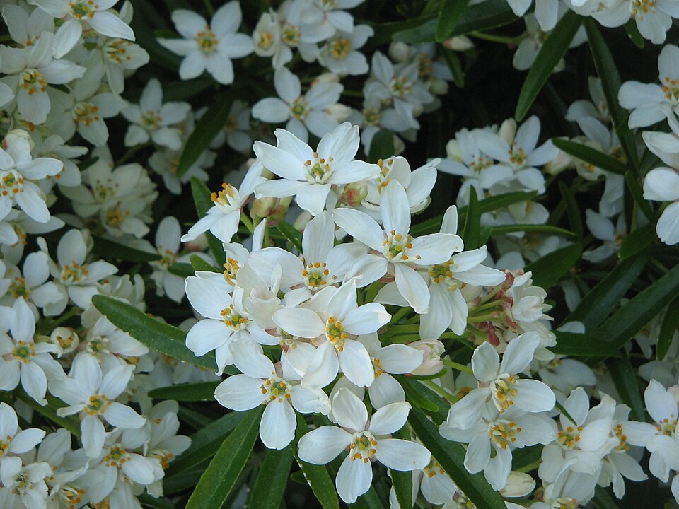 Choisya 'Aztec Pearl' (Mexican Orange Blossom) (alternate view 5)
