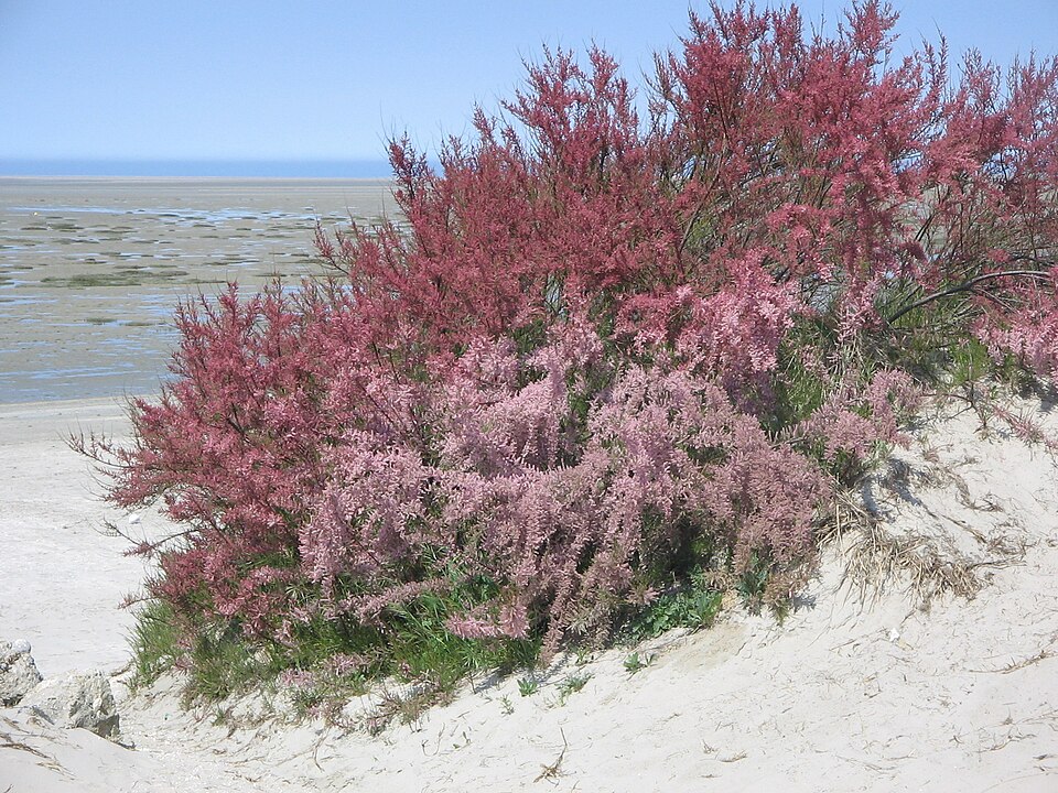 Tamarix gallica (French tamarisk)