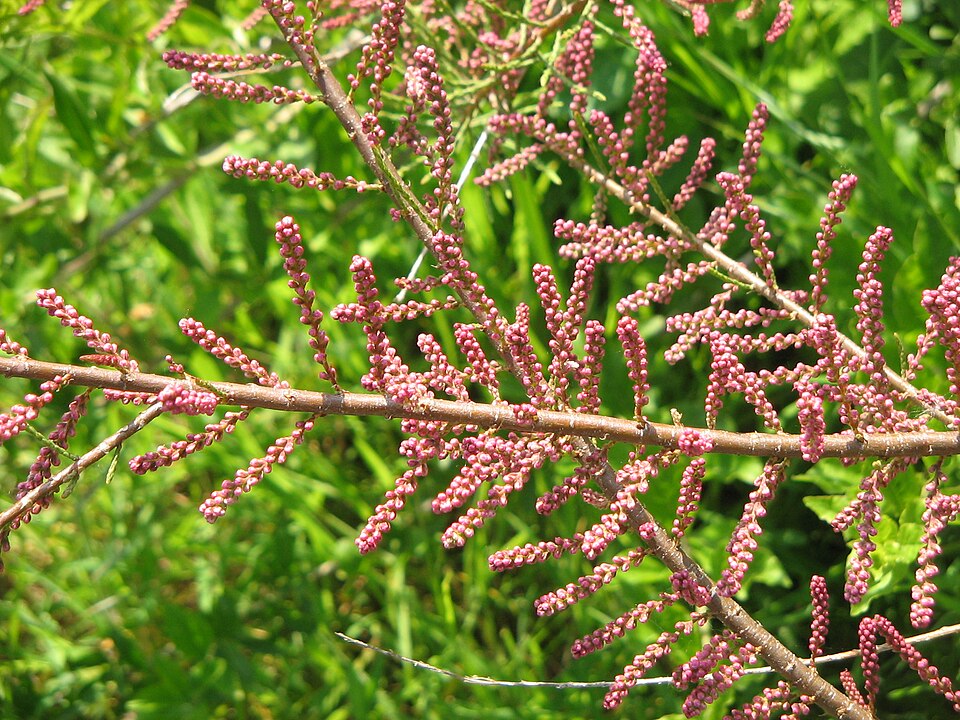 Tamarix gallica (French tamarisk)