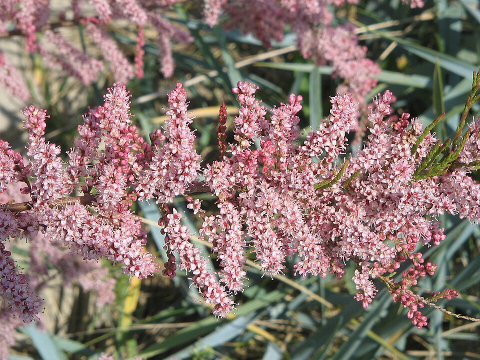 Tamarix gallica (French tamarisk)