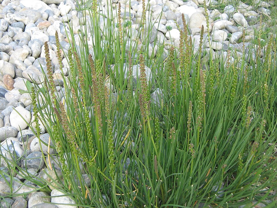 Triglochin maritima (common arrowgrass)