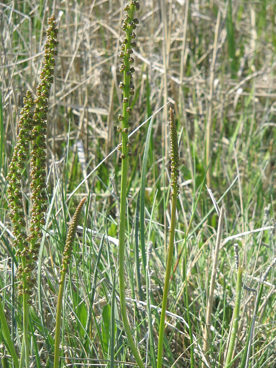 Triglochin maritima (common arrowgrass)