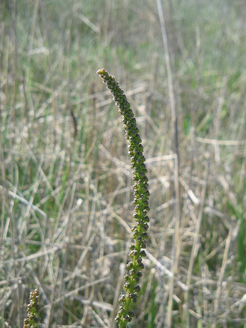 Triglochin maritima (common arrowgrass)