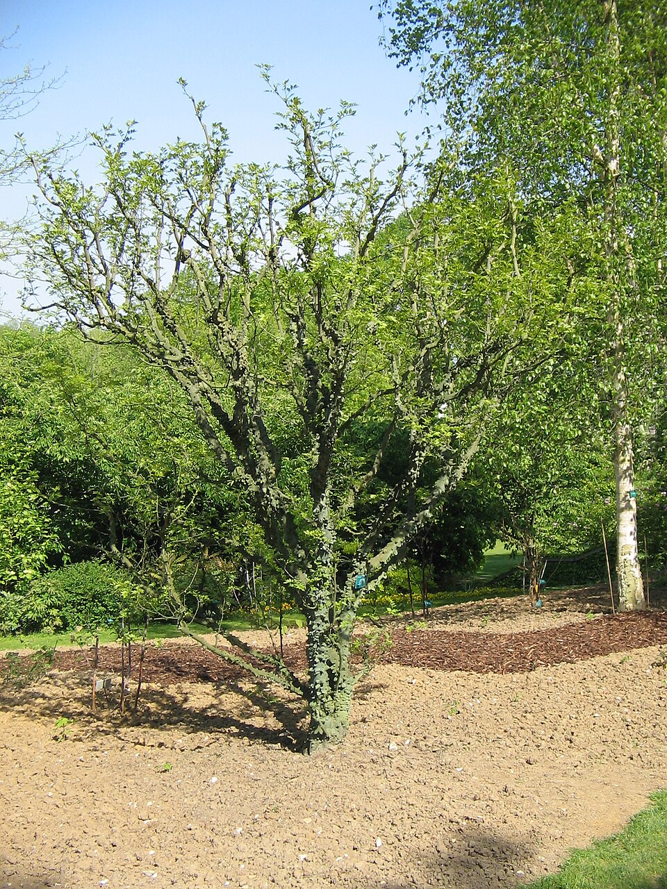 Zanthoxylum americanum (northern prickly ash) (alternate view 7)