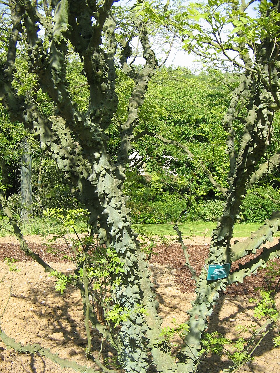 Zanthoxylum americanum (northern prickly ash) (alternate view 8)