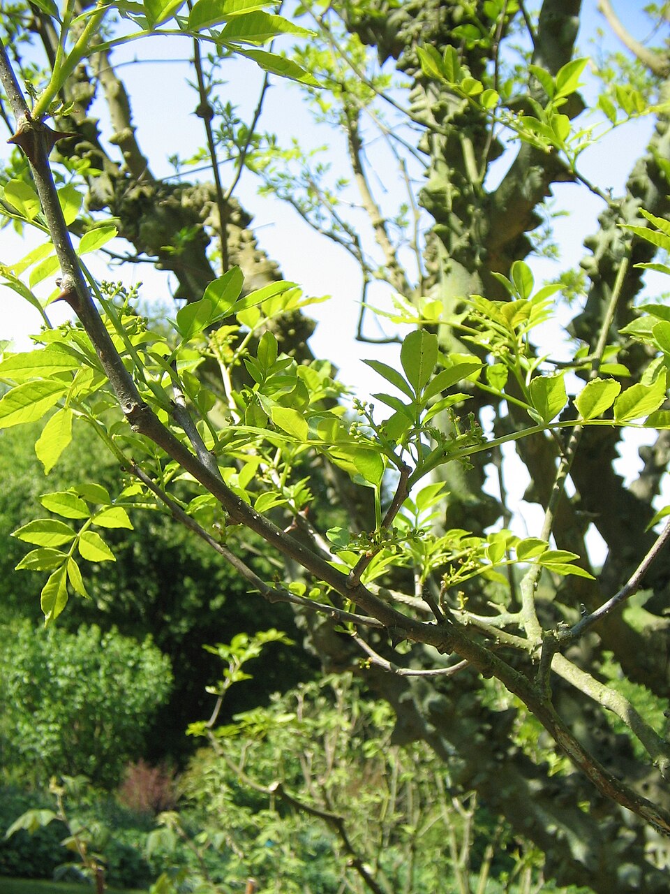 Zanthoxylum americanum (northern prickly ash) (alternate view 9)