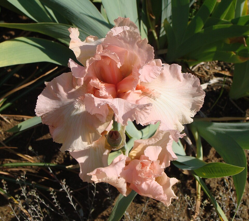 Iris germanica 'Beverly Sills' (Beverly Sills Reblooming Iris)