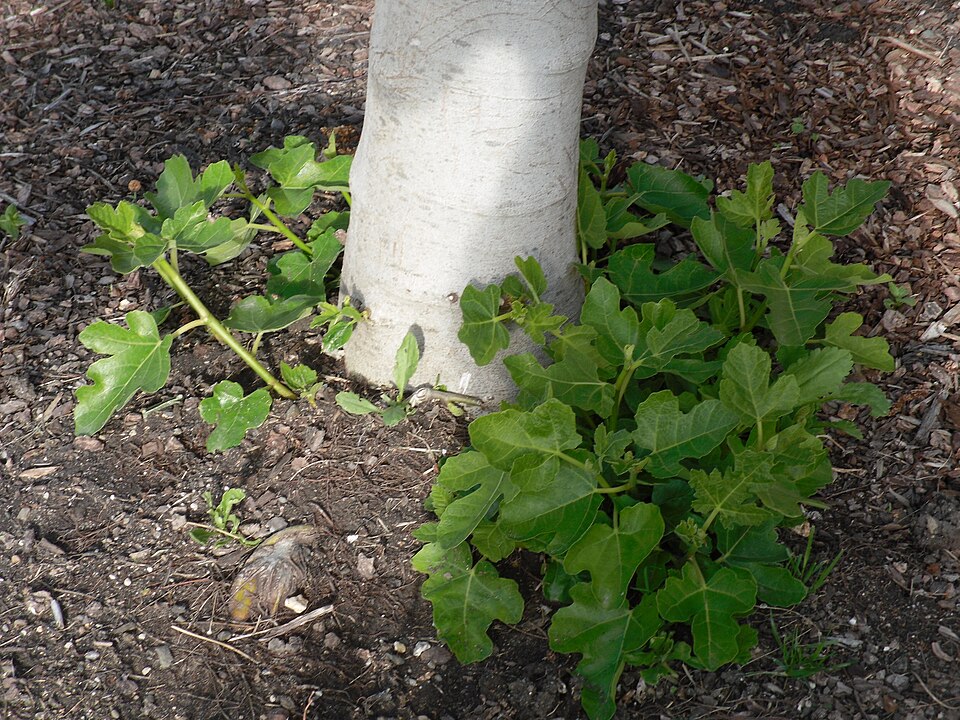 Ficus carica (common fig) (alternate view 4)