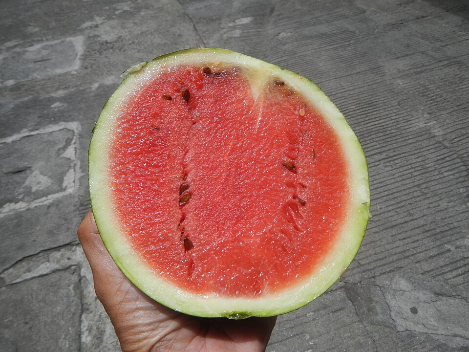 Citrullus lanatus 'Sugar Baby' (Sugar Baby Watermelon)
