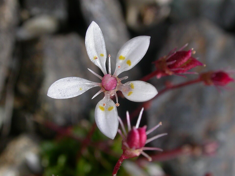 Micranthes stellaris (Hairy Kidney-wort)