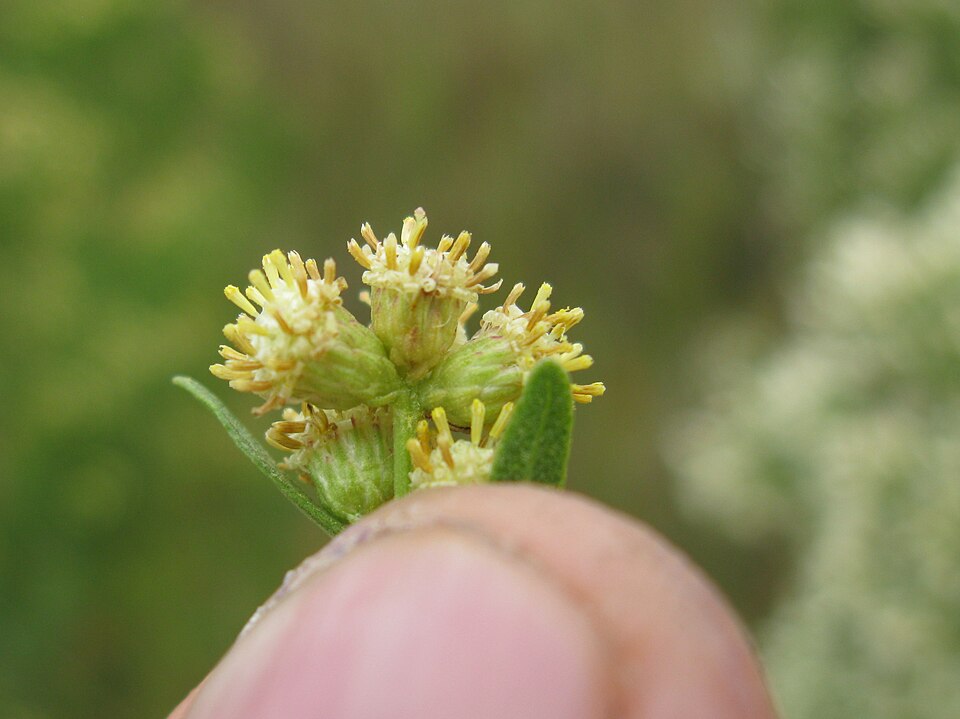 Baccharis halimifolia (groundsel tree)
