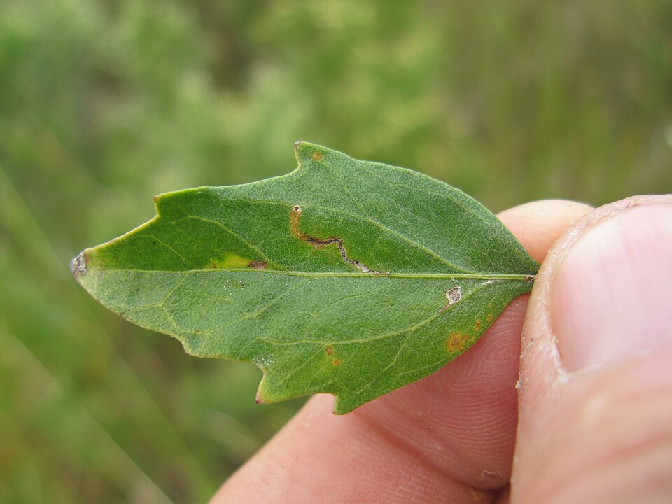 Baccharis halimifolia (groundsel tree)