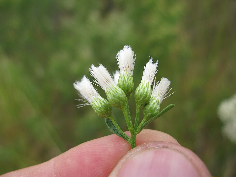 Baccharis halimifolia (groundsel tree)