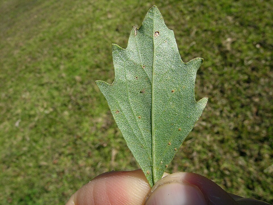 Baccharis halimifolia (groundsel tree)