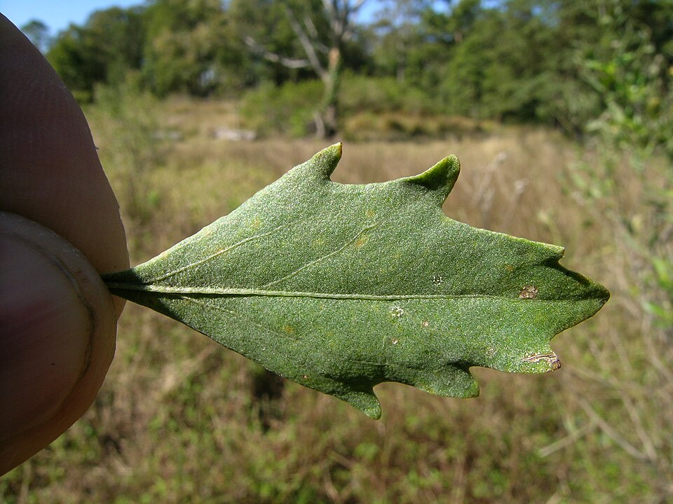 Baccharis halimifolia (groundsel tree)