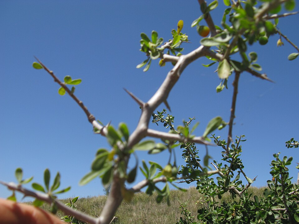 Lycium ferocissimum (African boxthorn) (alternate view 3)
