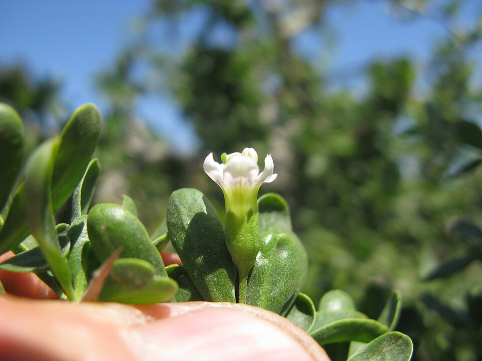 Lycium ferocissimum (African boxthorn) (alternate view 4)