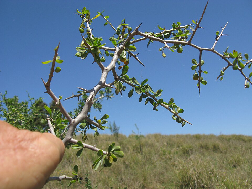 Lycium ferocissimum (African boxthorn) (alternate view 5)