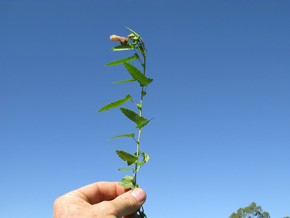 Pavonia hastata (Spearleaf Swampmallow) (alternate view 8)