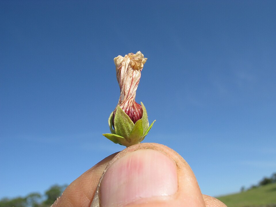 Pavonia hastata (Spearleaf Swampmallow) (alternate view 9)