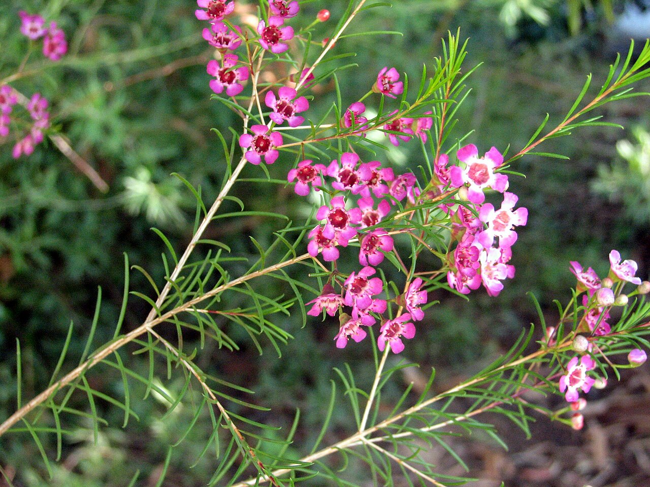 Chamelaucium uncinatum, Geraldton wax — upright evergreen (Myrtaceae) (image 2 of 10)