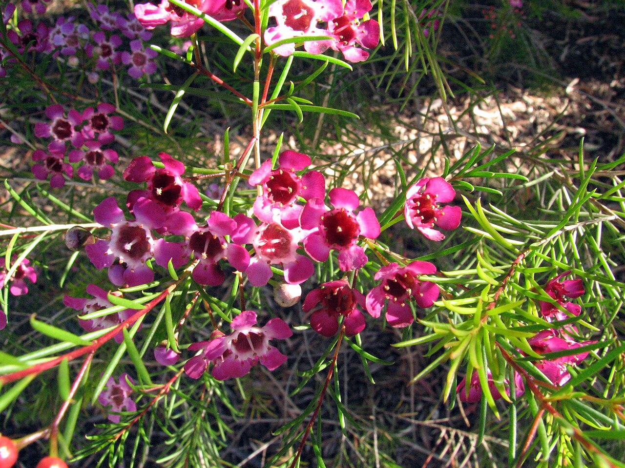 Chamelaucium uncinatum, Geraldton wax — upright evergreen (Myrtaceae) (image 3 of 10)