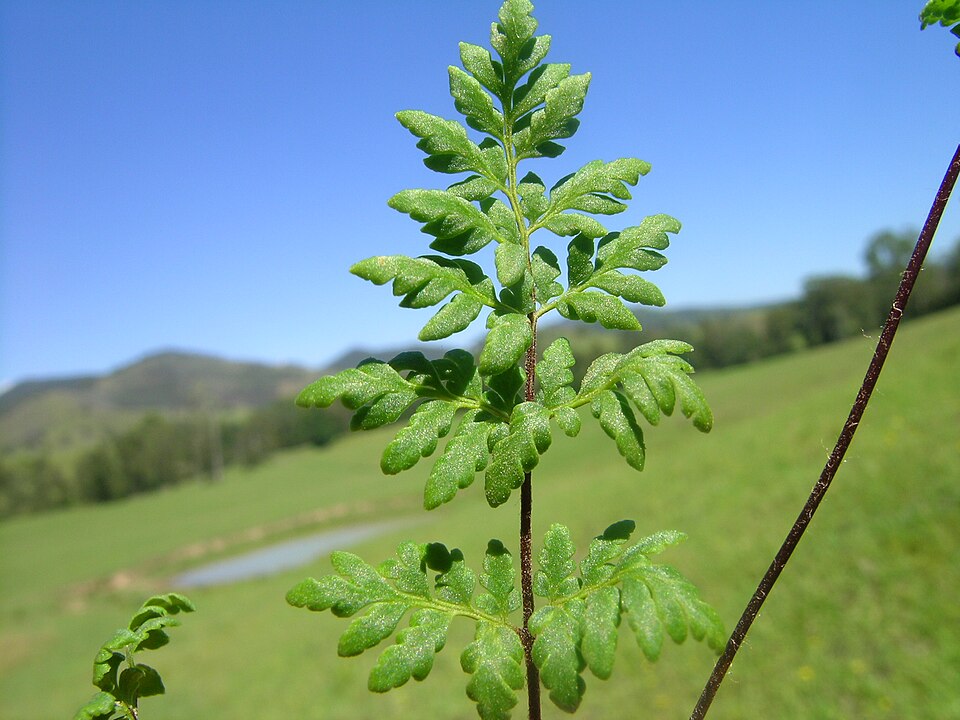 Cheilanthes austrotenuifolia (Rock Fern) (alternate view 9)
