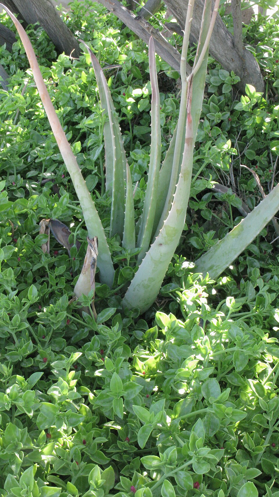 Aloe vera (Aloe Vera) (alternate view 3)