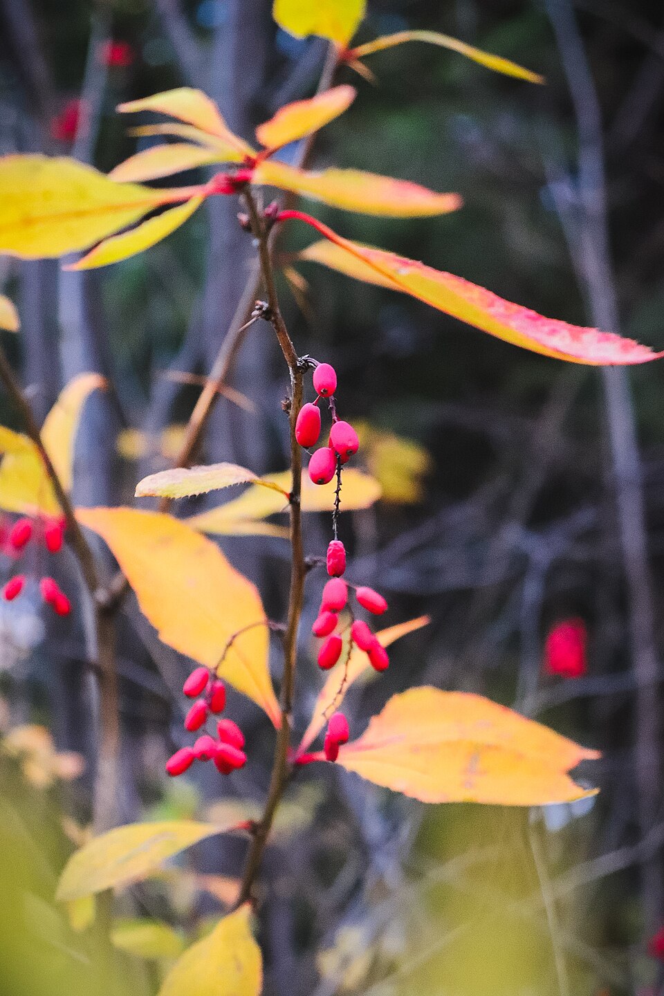 Berberis (Barberries) (alternate view 7)