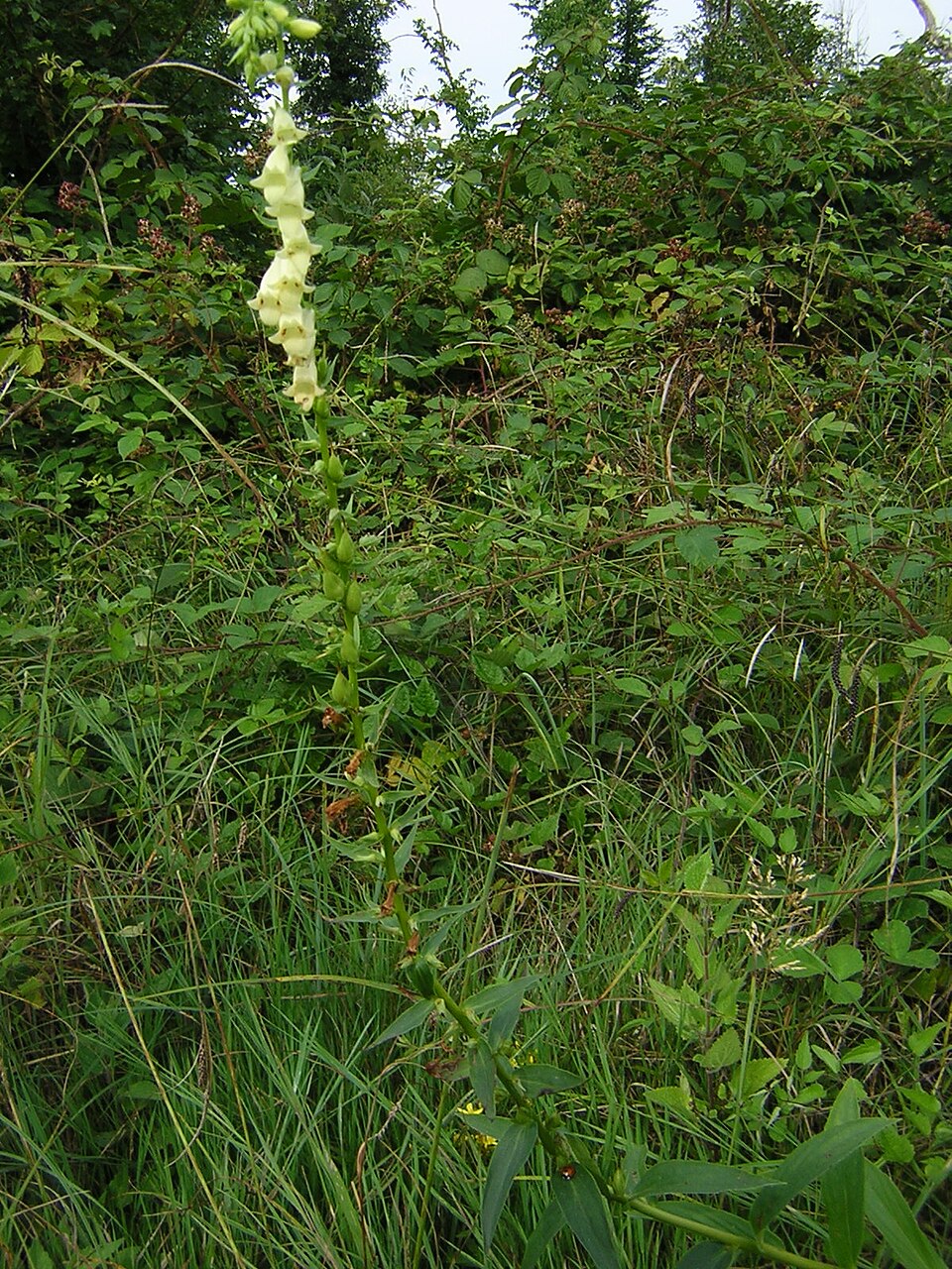 Digitalis lutea (yellow foxglove) (alternate view 8)
