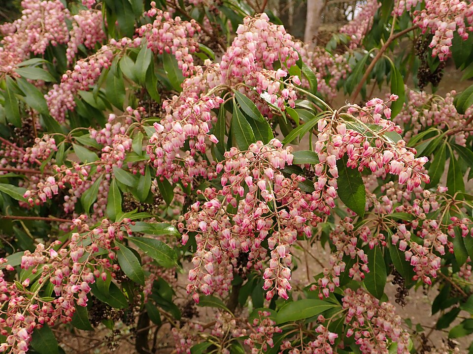 Pieris japonica 'Valley Rose' (Valley Rose Pieris) (alternate view 5)