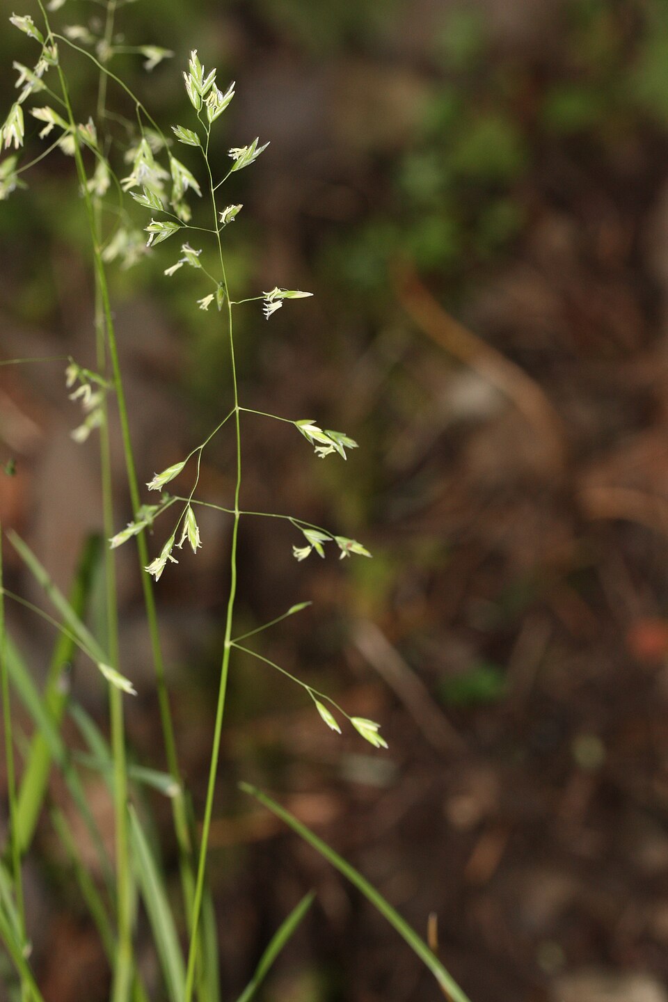 Bromus sitchensis (Alaska brome) (alternate view 6)