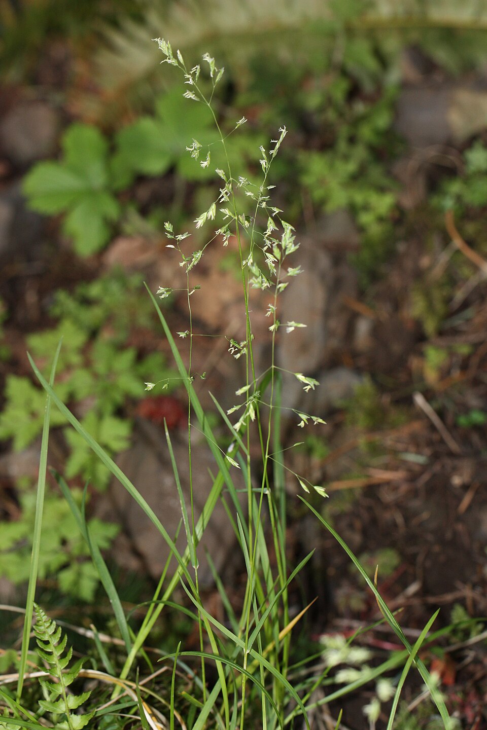 Bromus sitchensis (Alaska brome) (alternate view 7)