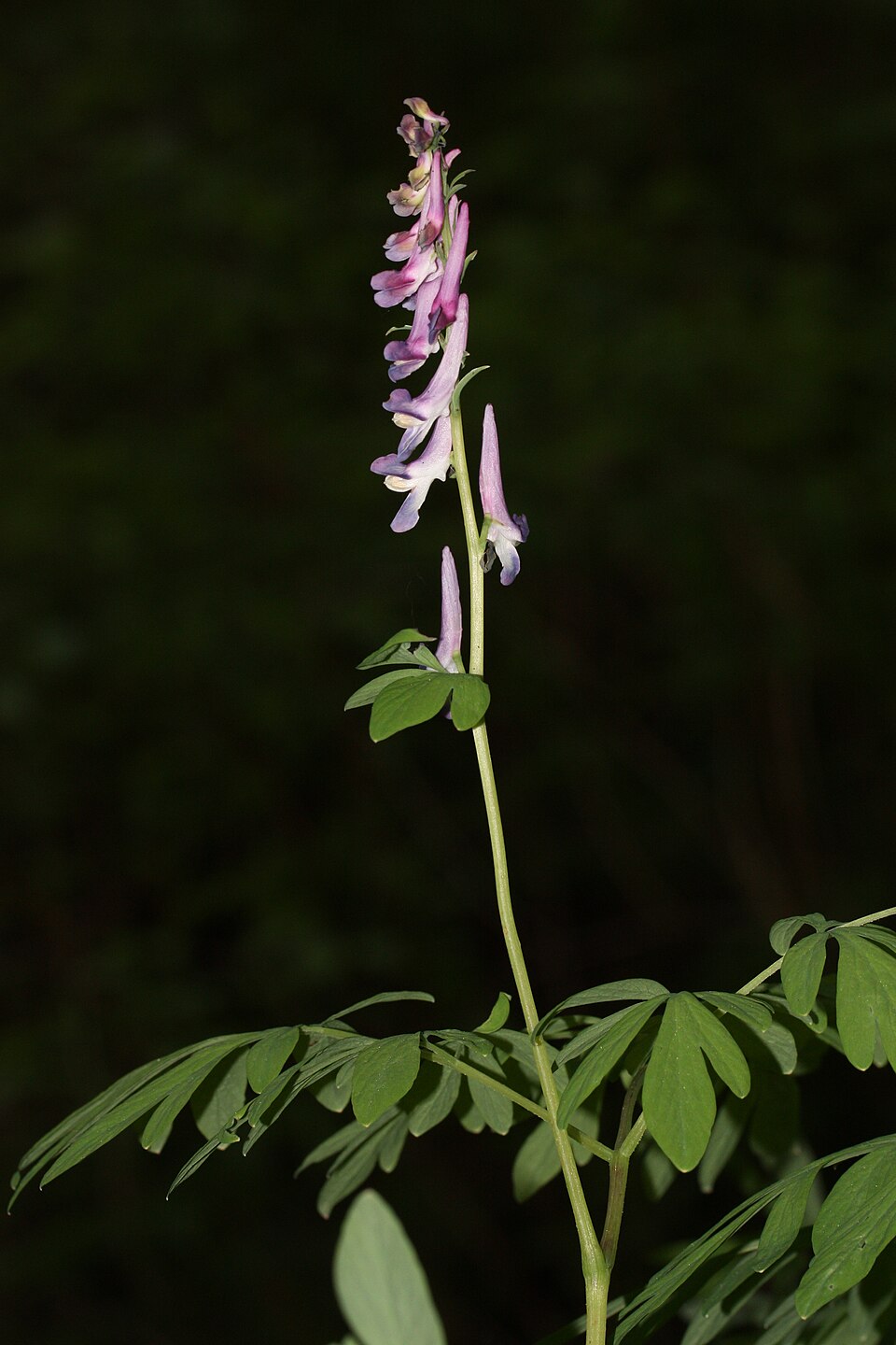 Corydalis scouleri (Scouler's fumewort) (alternate view 7)