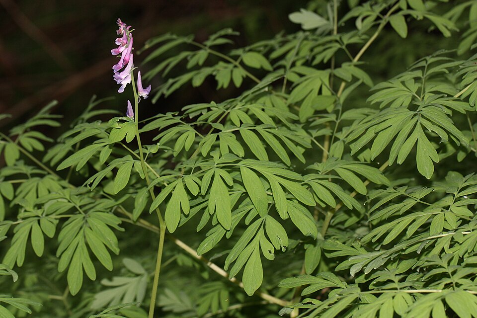 Corydalis scouleri (Scouler's fumewort) (alternate view 8)