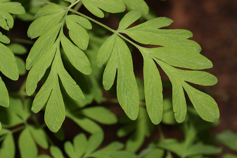 Corydalis scouleri (Scouler's fumewort) (alternate view 9)