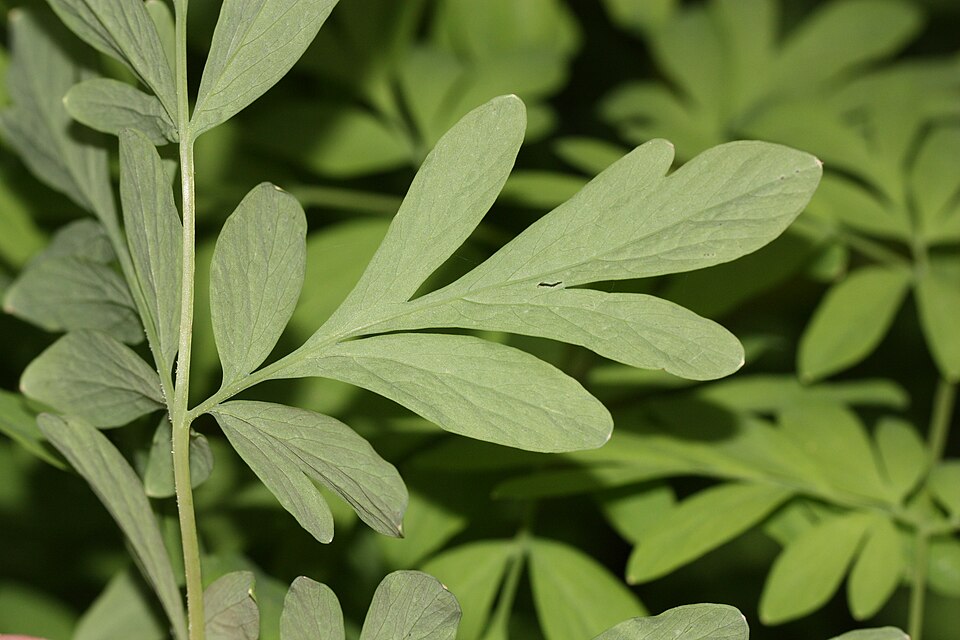 Corydalis scouleri (Scouler's fumewort) (alternate view 10)