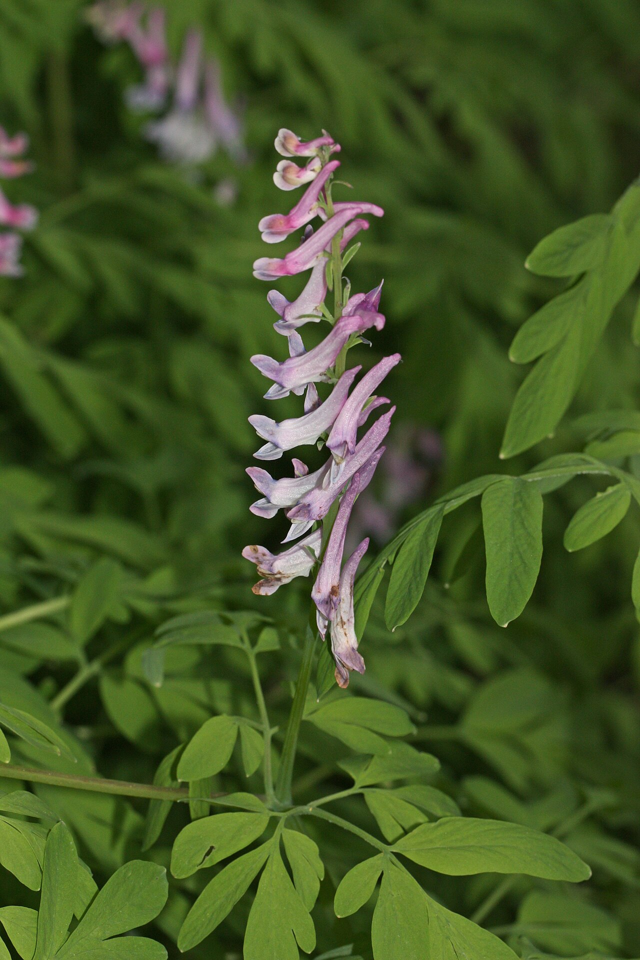 Corydalis (fumewort)
