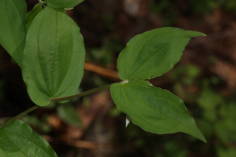 Prosartes hookeri (Hooker's Fairy Bells) (alternate view 7)