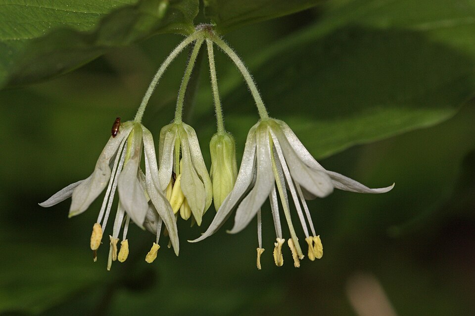 Prosartes hookeri (Hooker's Fairy Bells) (alternate view 8)