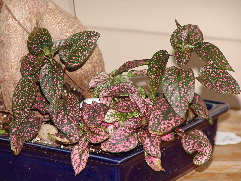 Hypoestes phyllostachya (Polka Dot Plant) (alternate view 6)