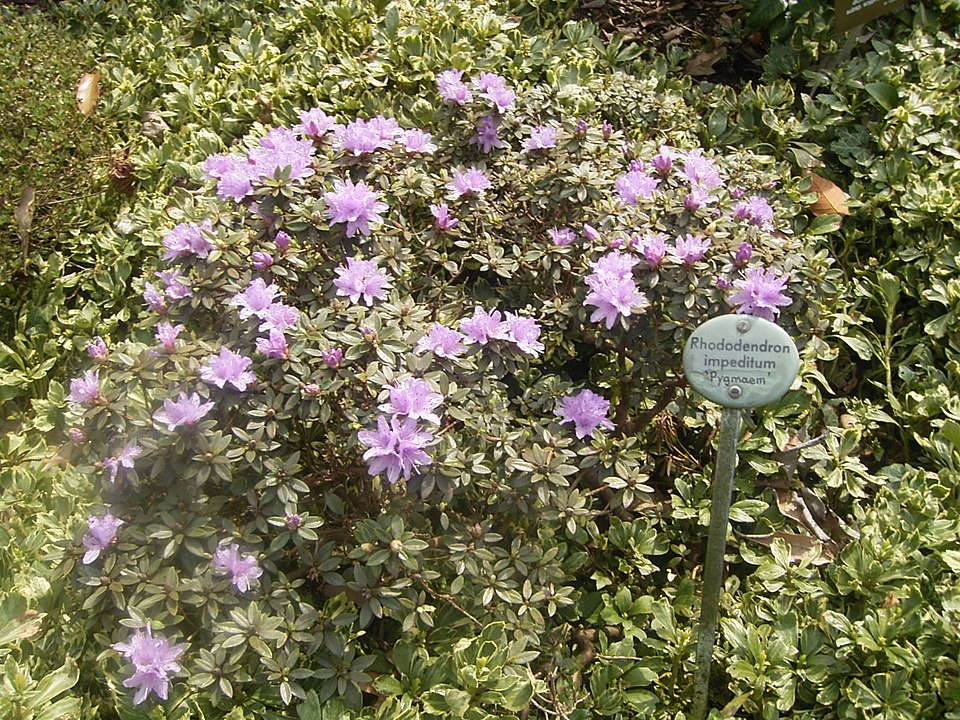 Rhododendron impeditum (Dwarf Purple Rhododendron) (alternate view 8)