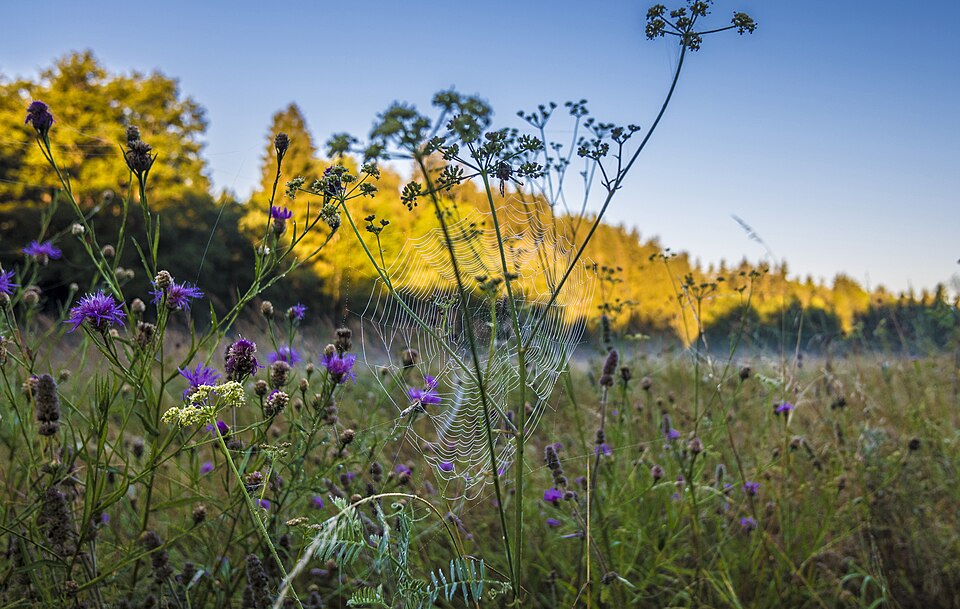 Vicia (Vetches) (alternate view 9)