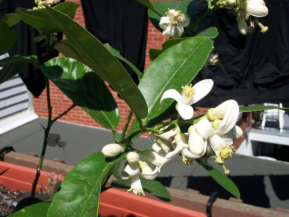 Citrus limon 'Ponderosa' (Ponderosa Lemon)