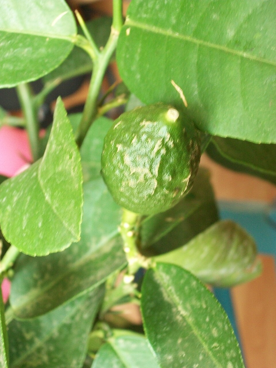 Citrus limon 'Ponderosa' (Ponderosa Lemon) (alternate view 2)