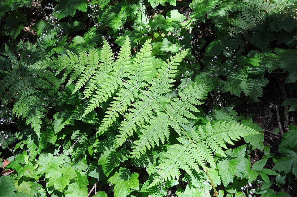 Dryopteris carthusiana (spinulose wood fern)