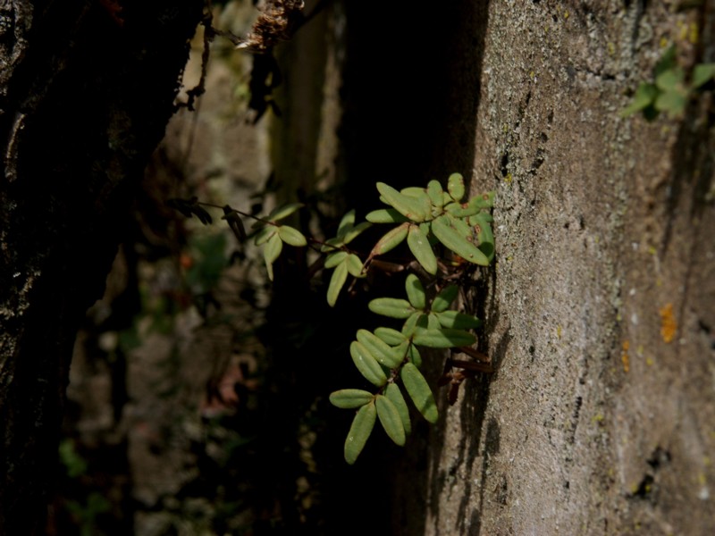Pellaea atropurpurea (purple-stem cliffbrake) (alternate view 6)