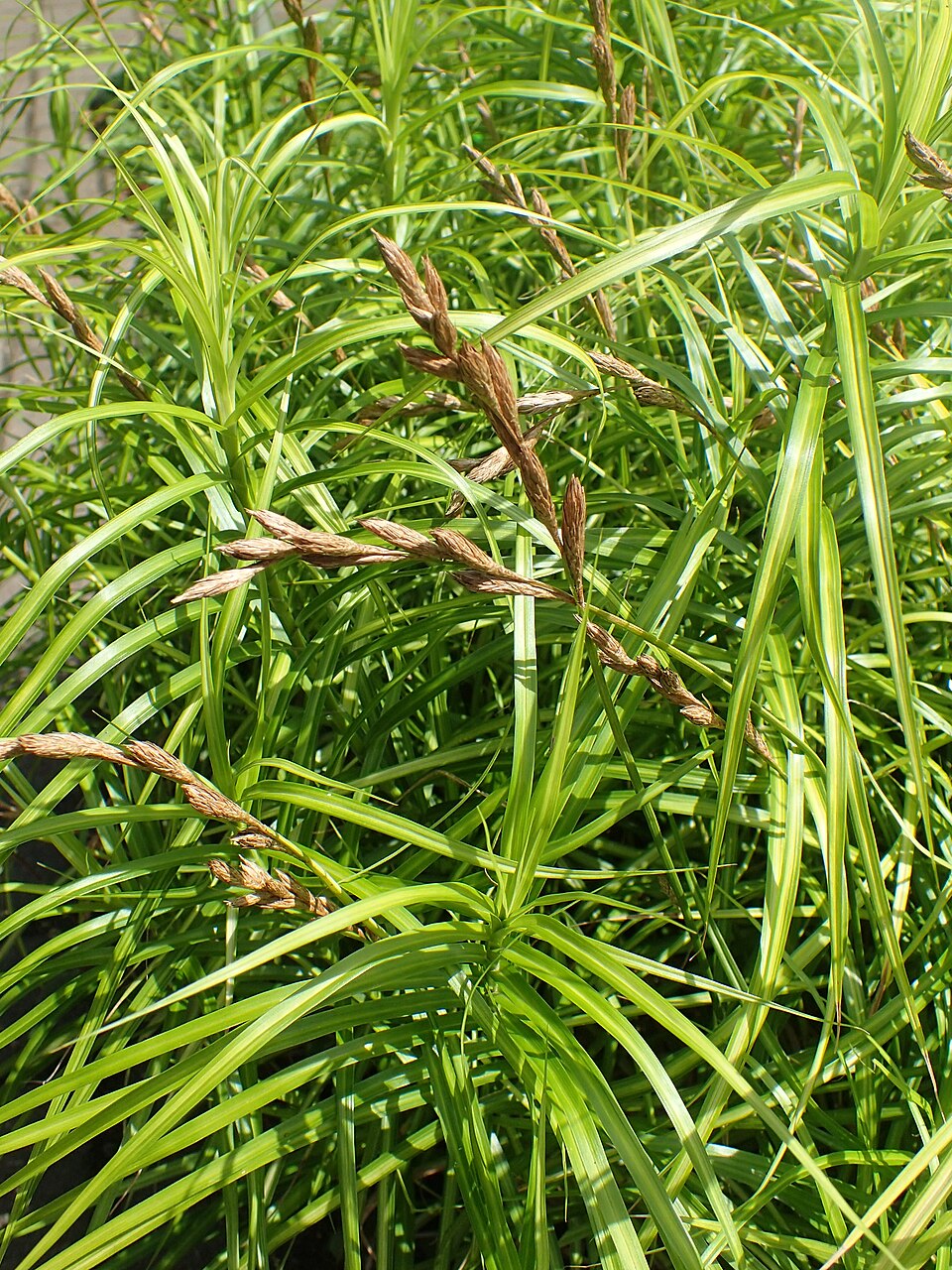 Carex muskingumensis 'Ice Fountains' (Ice Fountains Palm Sedge)