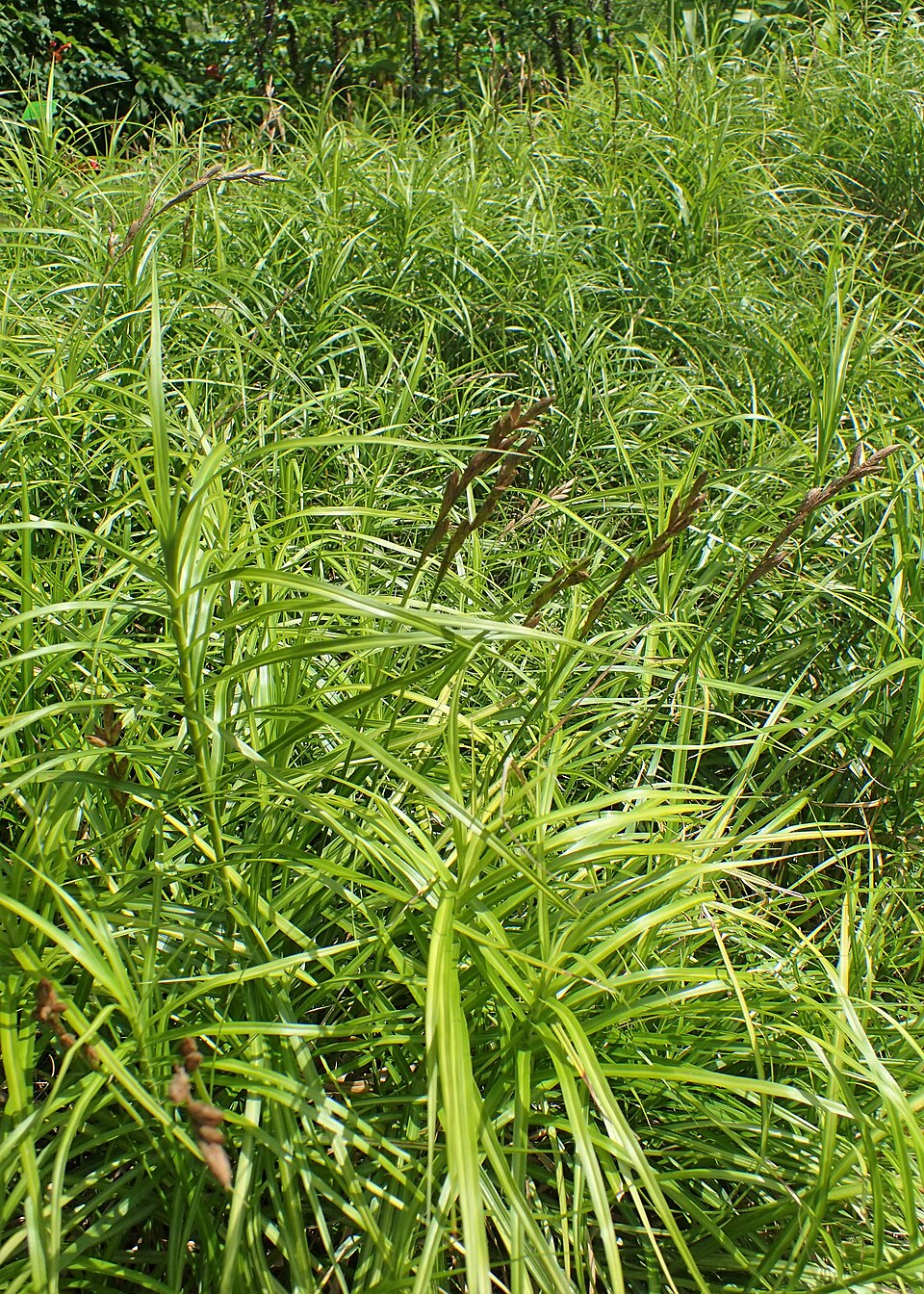 Carex muskingumensis 'Ice Fountains' (Ice Fountains Palm Sedge) (alternate view 2)